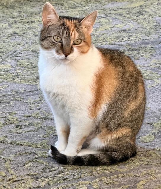 Enlarge Cher, a Adoptable Calico in New York, NY image 3/6