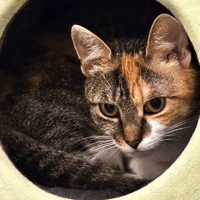 Cher, Adoptable, Adult Female Calico.