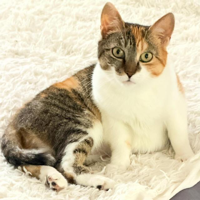 Enlarge Cher, a Adoptable Calico in New York, NY image 5/6