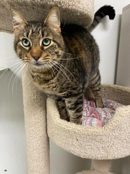 Woodrow, Adoptable, Adult Male Domestic Short Hair & Domestic Short Hair.