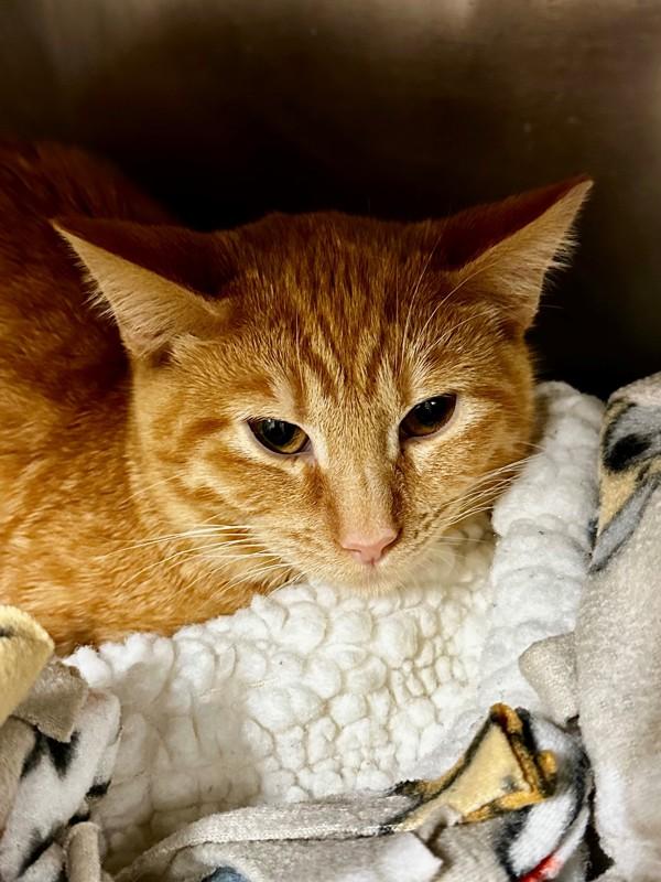 Bree, Adoptable, Young Female Domestic Short Hair.