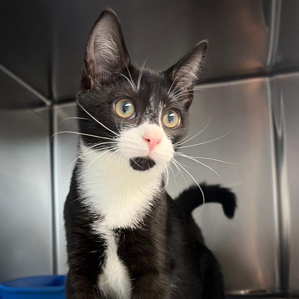 Enlarge Bean, a Adoptable Domestic Short Hair in Newport, NC image 1/2