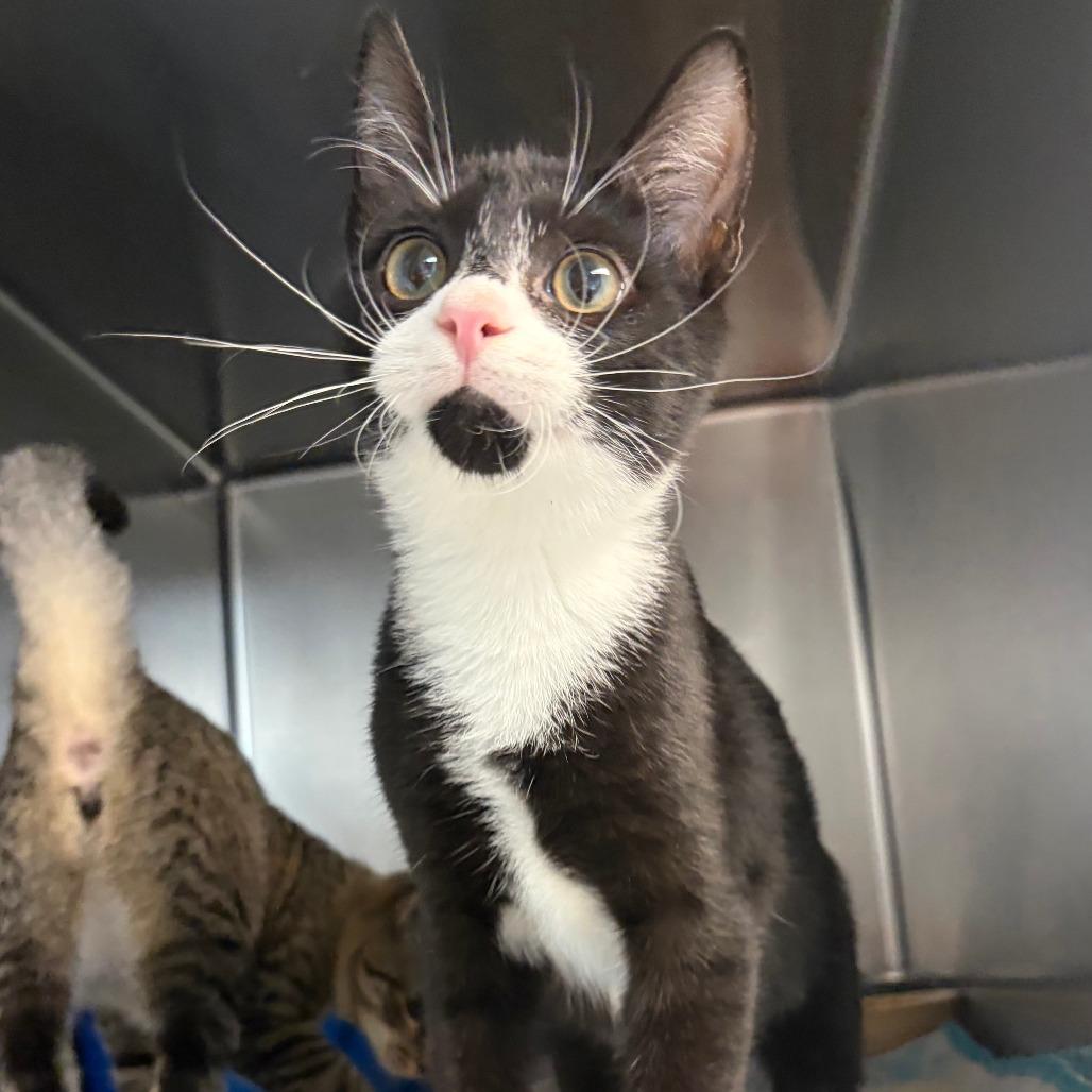 Enlarge Bean, a Adoptable Domestic Short Hair in Newport, NC image 2/2