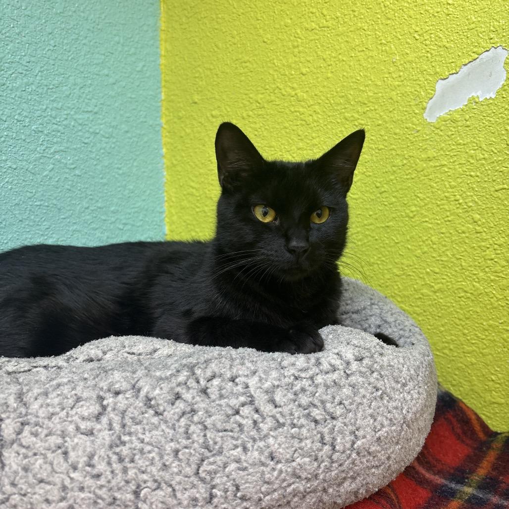 Enlarge Princess Mindy, a Adoptable Domestic Short Hair in Fresno, CA image 1/2