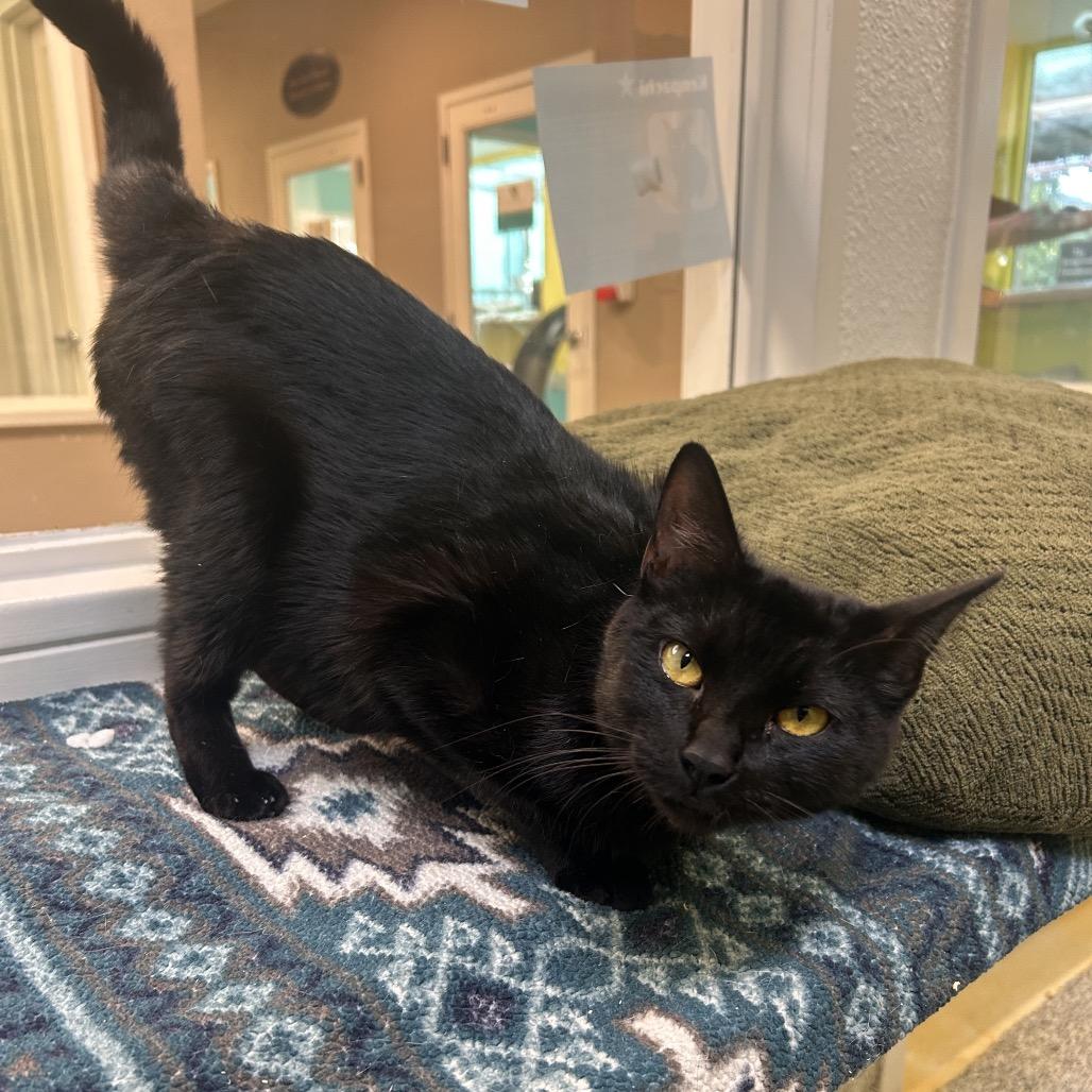 Enlarge Princess Mindy, a Adoptable Domestic Short Hair in Fresno, CA image 2/2