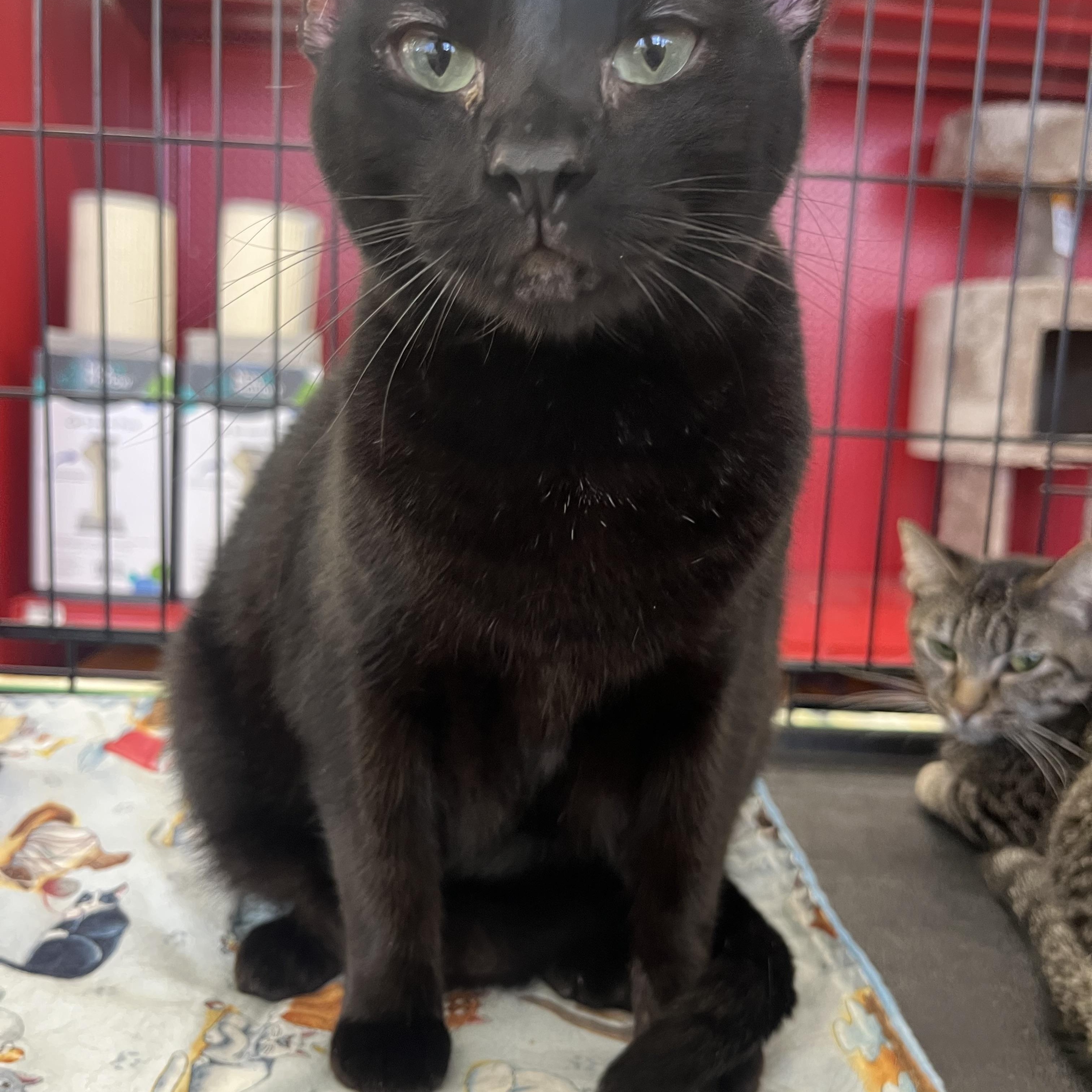 Yama W. , ADOPTABLE, Adult Female Domestic Short Hair.