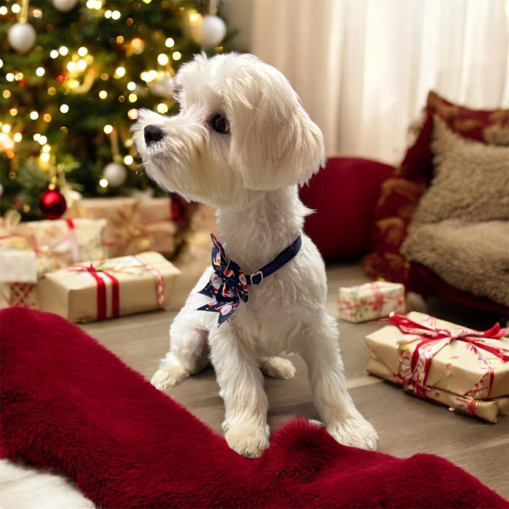 Galileo-Sweet 5 lb Puppy!, adopted, Puppy Male Maltese.