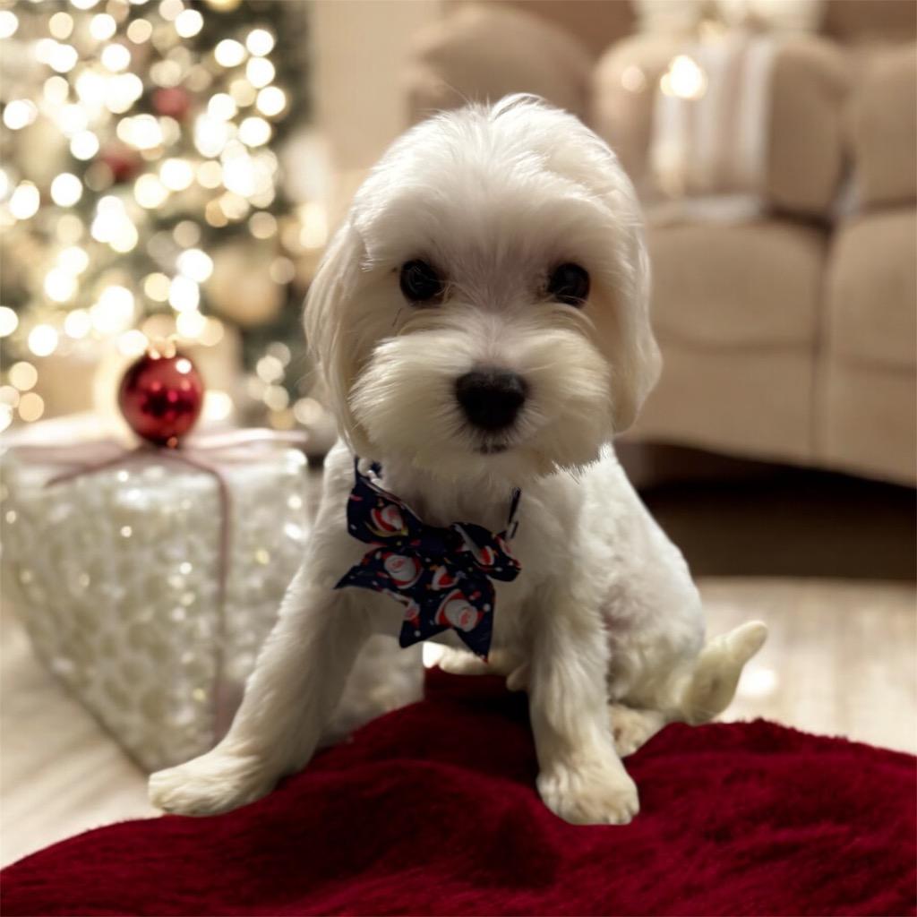 Enlarge Galileo-Sweet 5 lb Puppy!, a Adopted Maltese in Fort Myers, FL image 2/2