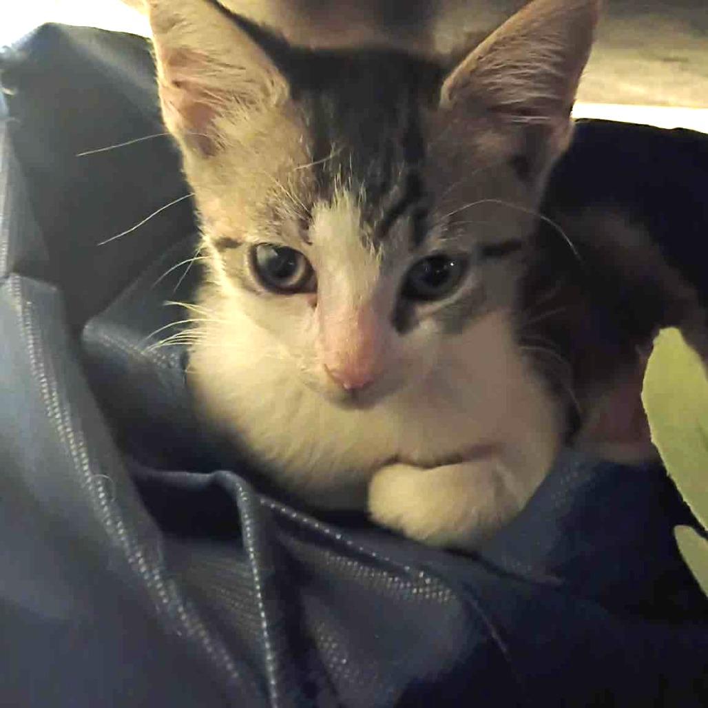 Tater Tot, Adoptable, Kitten Female Domestic Short Hair.