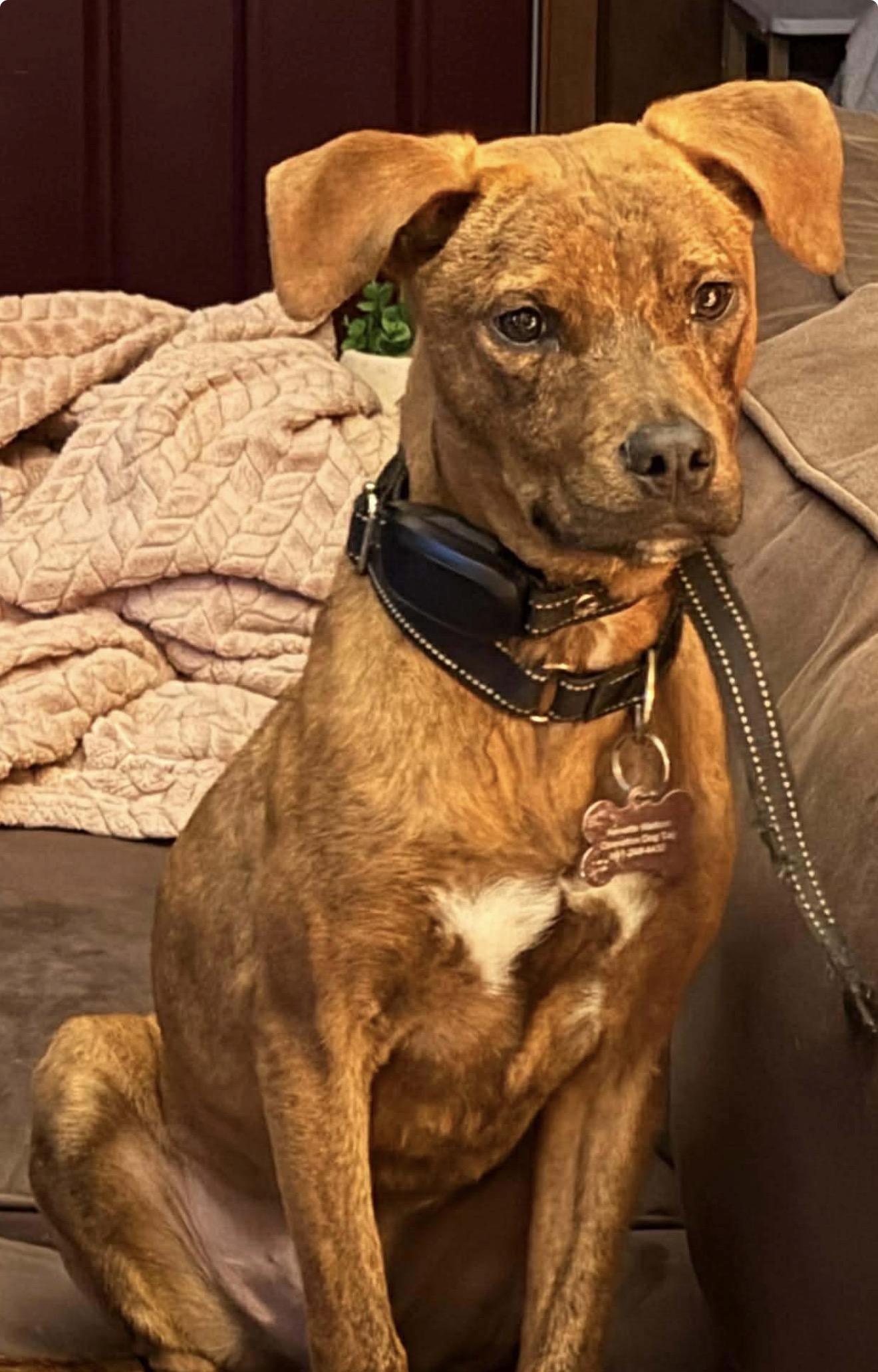 Enlarge Nutmeg, a Adoptable mixed breed in Carmel, NY image 5/6