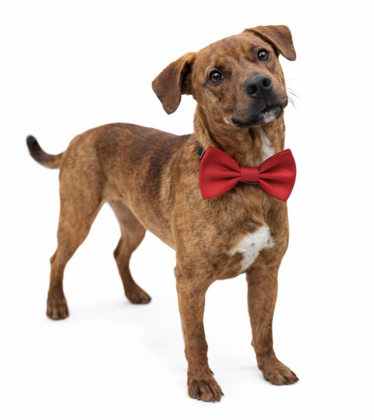 Enlarge Nutmeg, a Adoptable mixed breed in Carmel, NY image 1/6