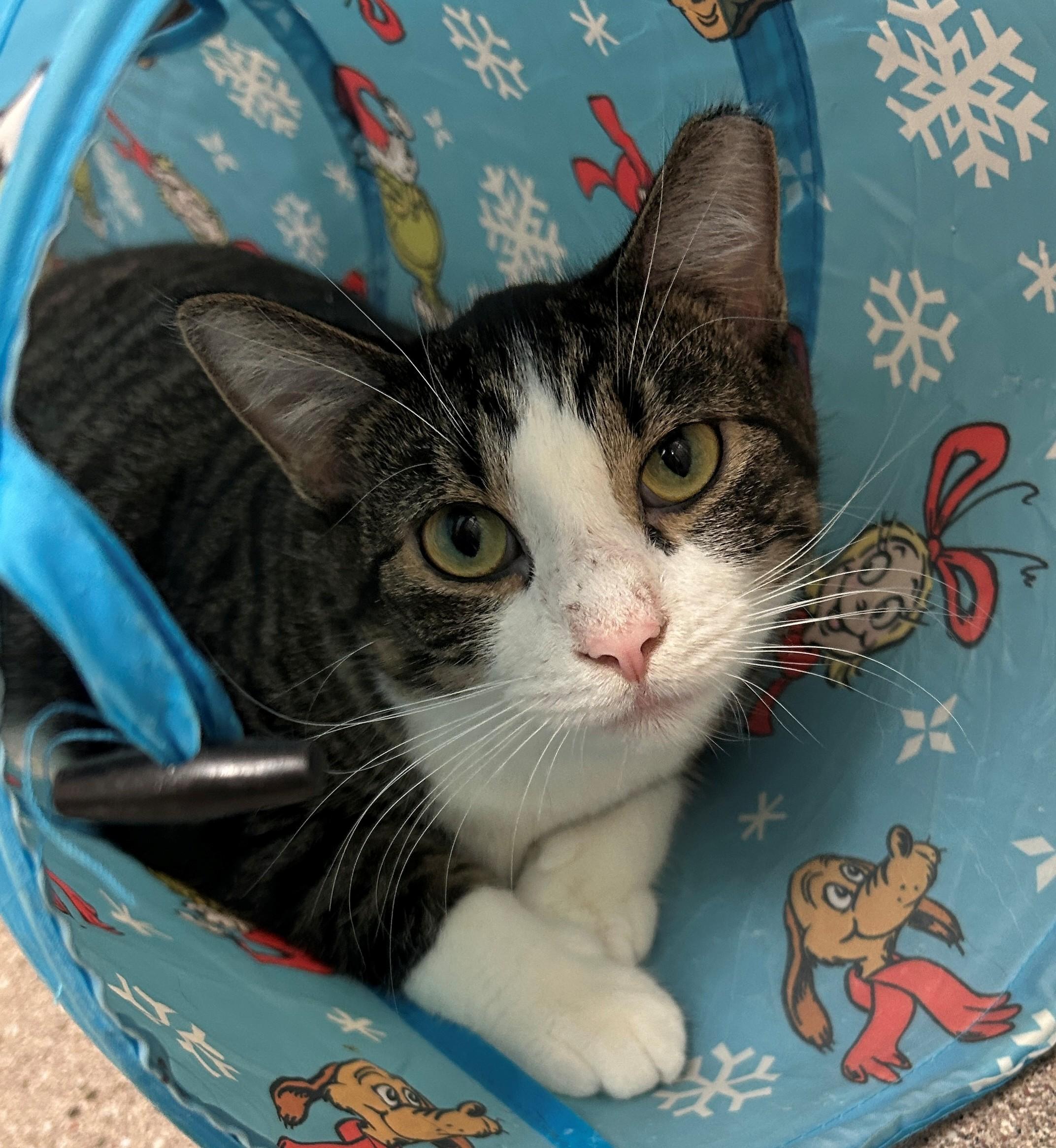 Dasha, Adoptable, Adult Female Domestic Short Hair.