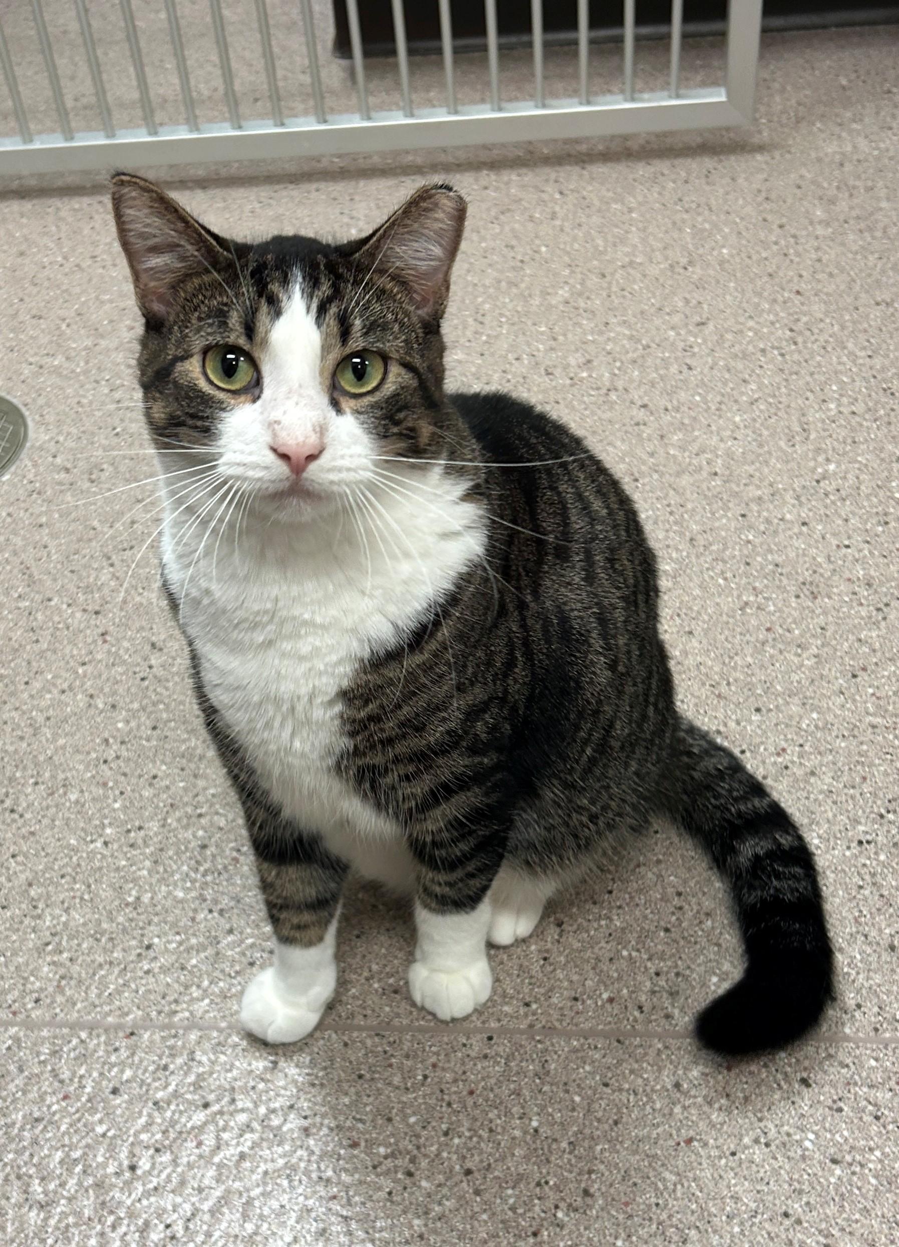 Enlarge Dasha, a Adoptable Domestic Short Hair in Willmar, MN image 2/3