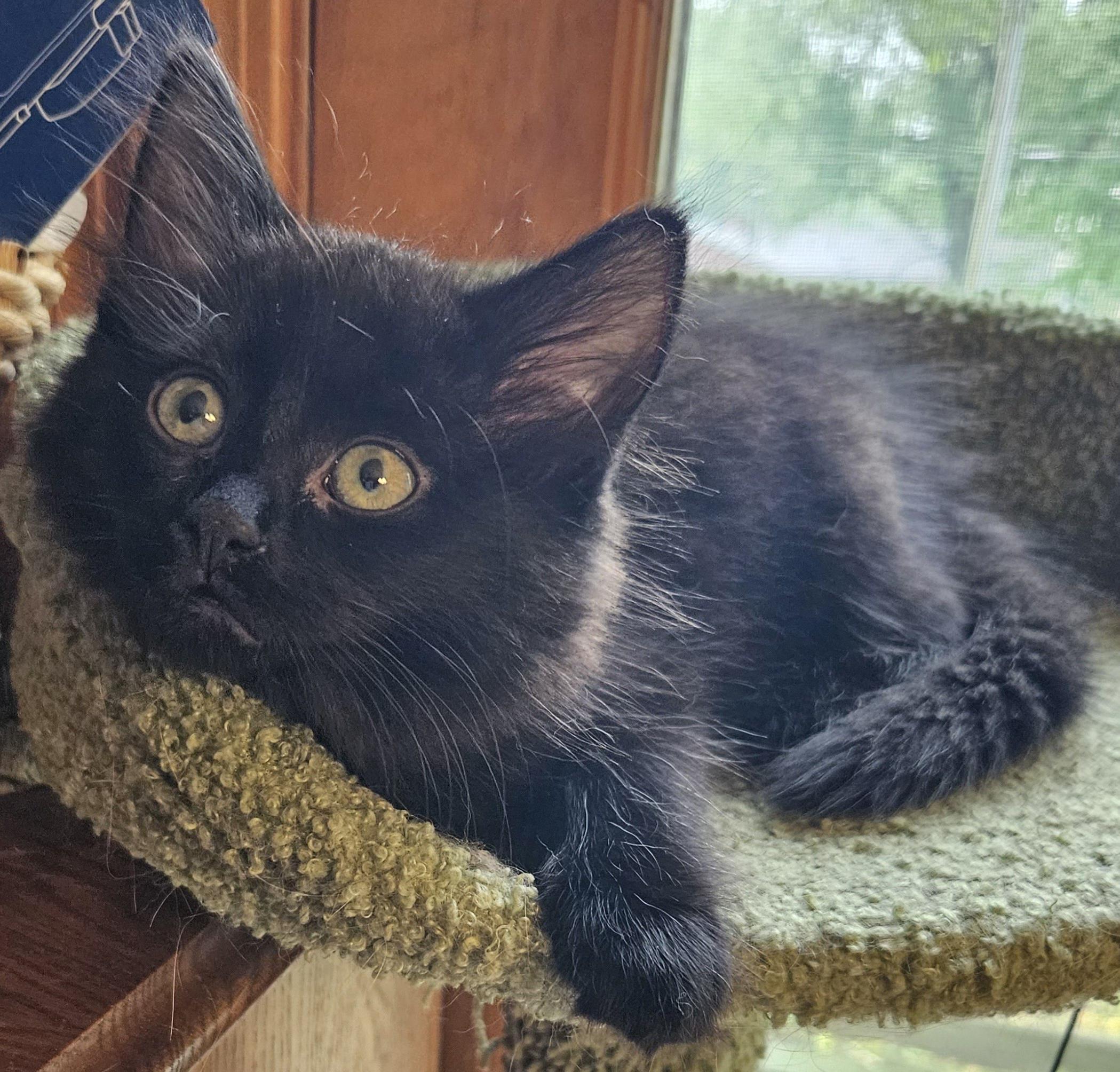 Spud, Baby Female Domestic Long Hair