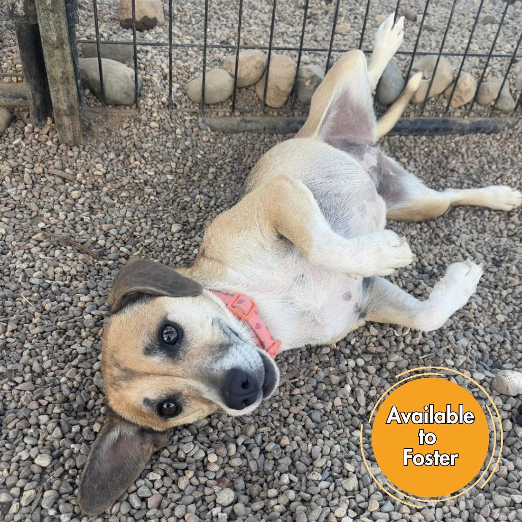 Daisy, a Adoptable Beagle in Normal, IL image 1/5