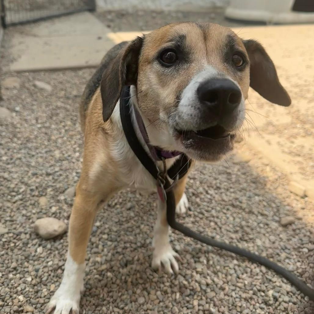 Daisy, a Adoptable Beagle in Normal, IL image 2/5