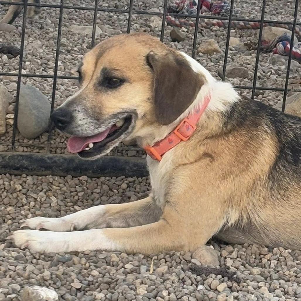 Daisy, a Adoptable Beagle in Normal, IL image 3/5