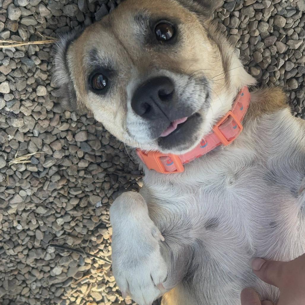 Daisy, a Adoptable Beagle in Normal, IL image 4/5