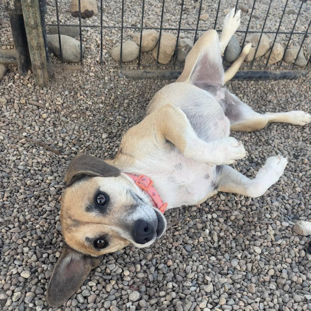 Daisy, a Adoptable Beagle in Normal, IL image 5/5
