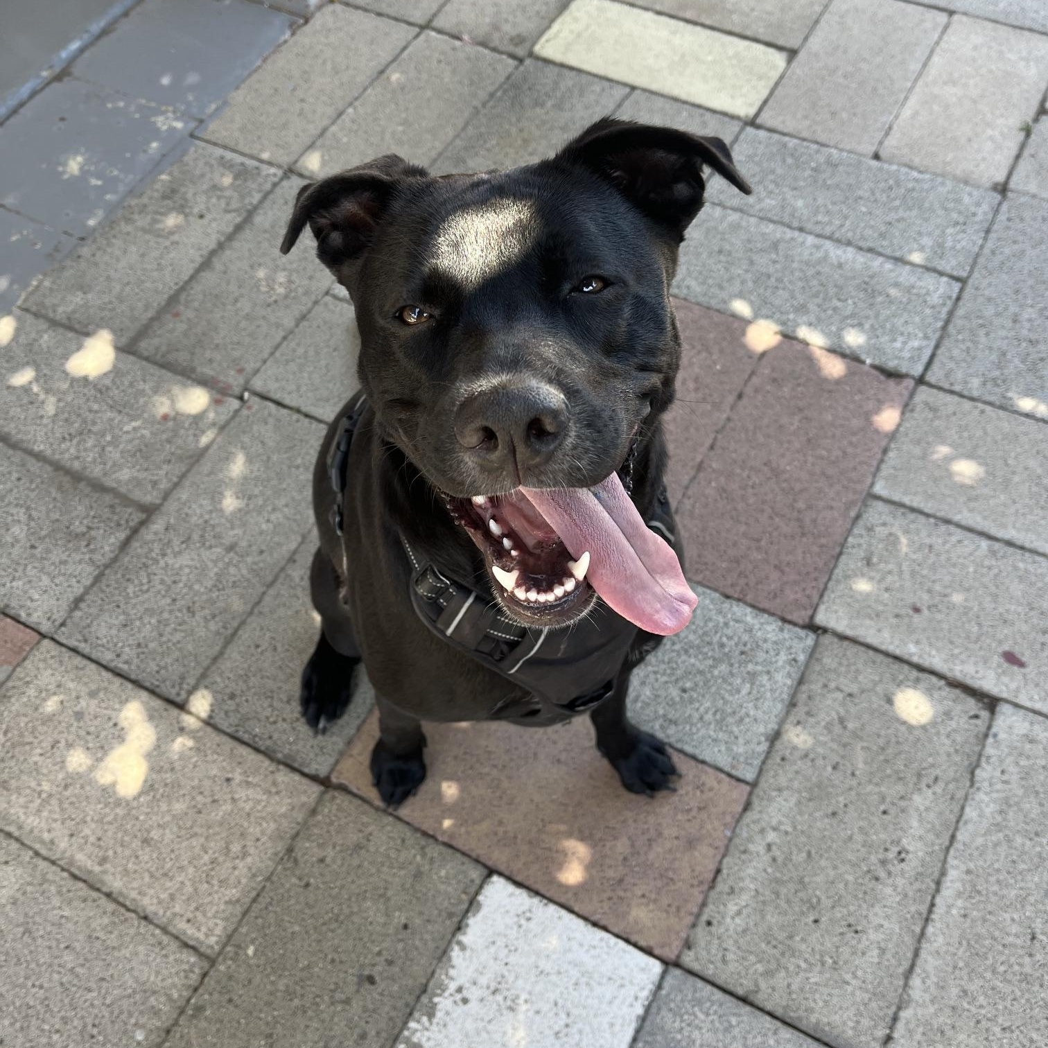 Maggie, an adopted mixed breed in San Diego, CA image 4/5