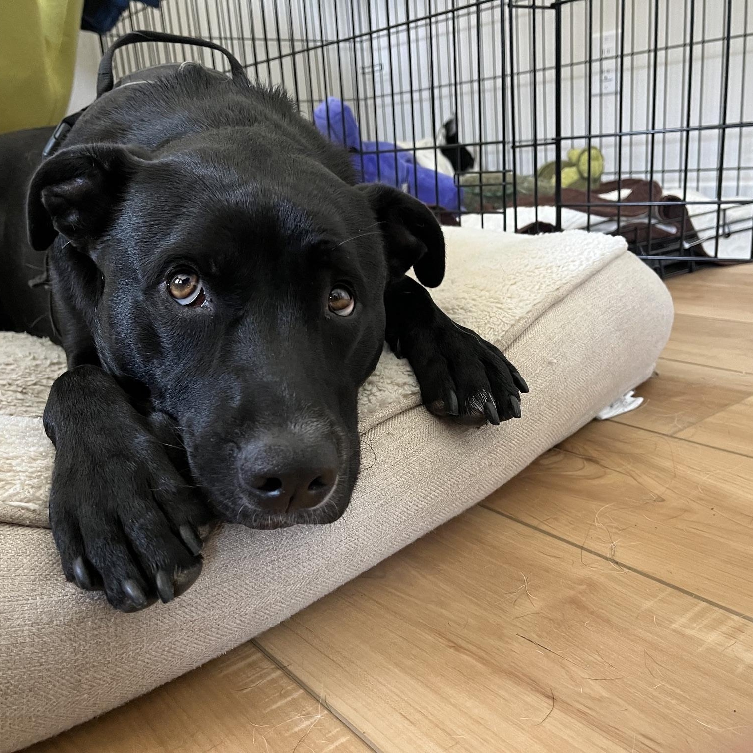 Maggie, an adopted mixed breed in San Diego, CA image 3/5