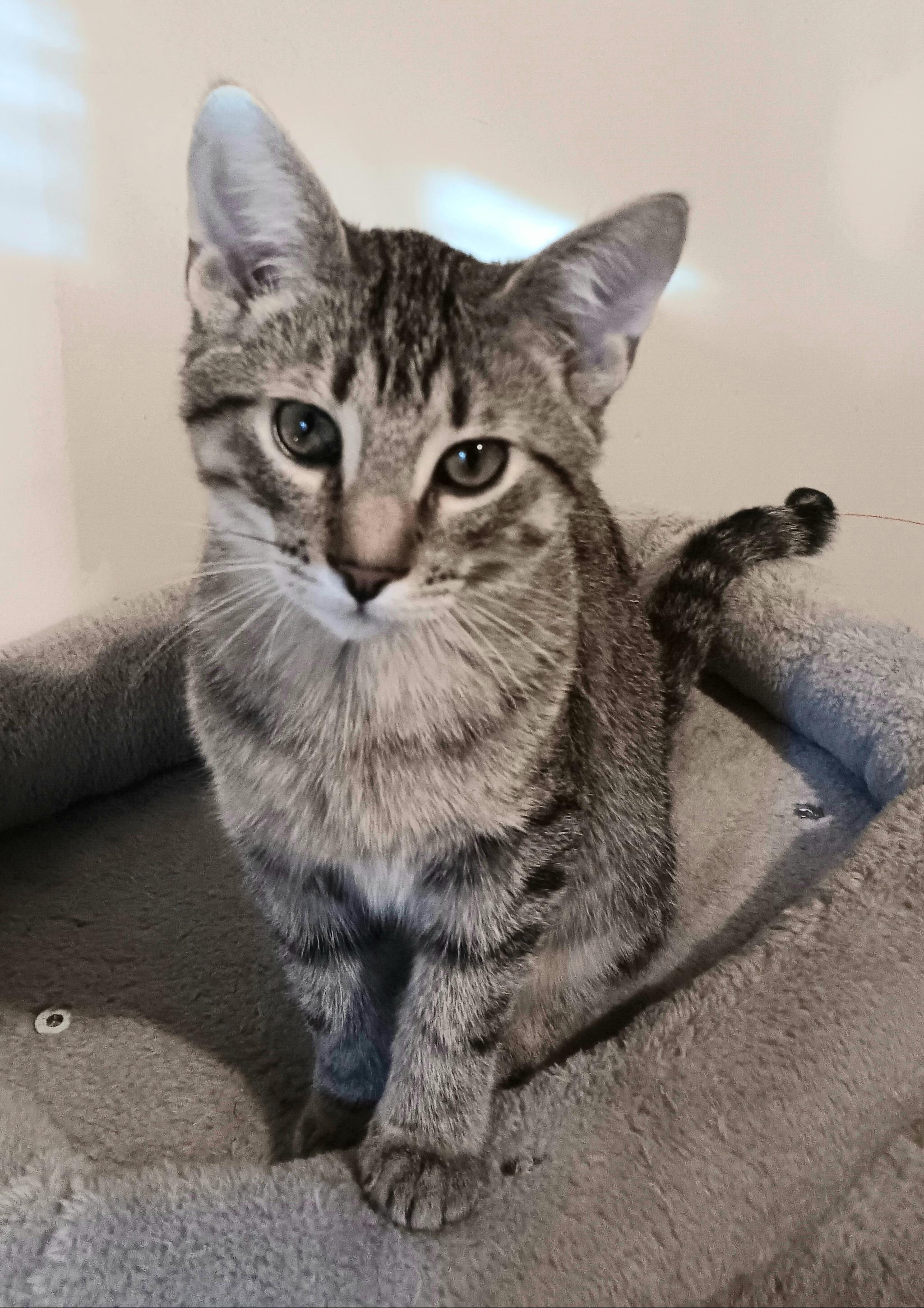 Squeaky, Adoptable, Young Male Tabby.