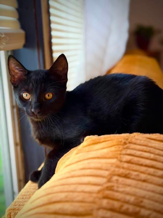 Enlarge Ruby, a ADOPTABLE Domestic Short Hair in Kenhorst, PA image 1/1