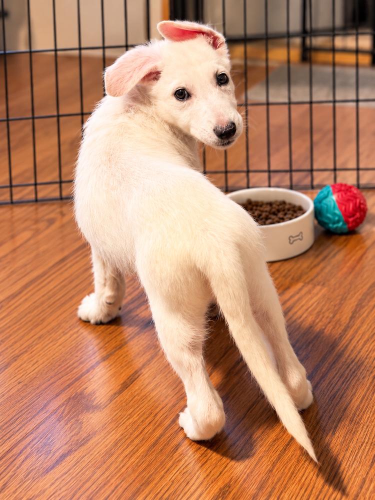 Walker, Adoptable, Puppy Male Shepherd.