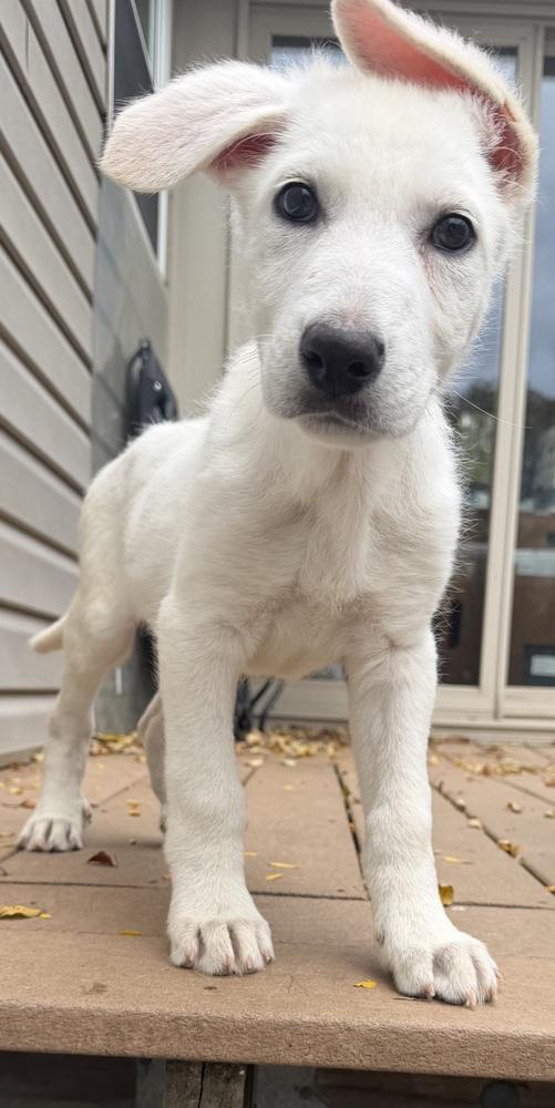 Enlarge Walker, a Adoptable mixed breed in Irwin, PA image 2/6