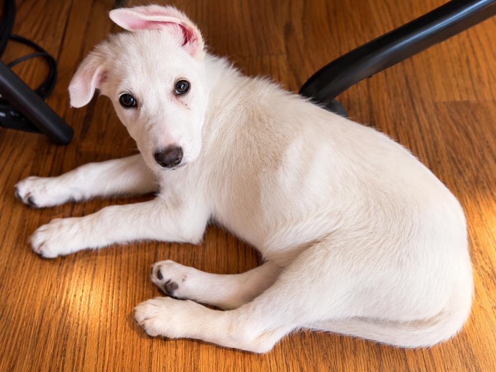 Enlarge Walker, a Adoptable mixed breed in Irwin, PA image 3/6