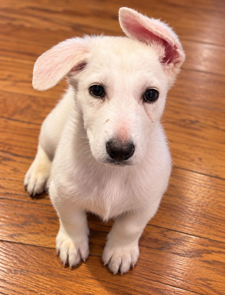 Enlarge Walker, a Adoptable mixed breed in Irwin, PA image 6/6