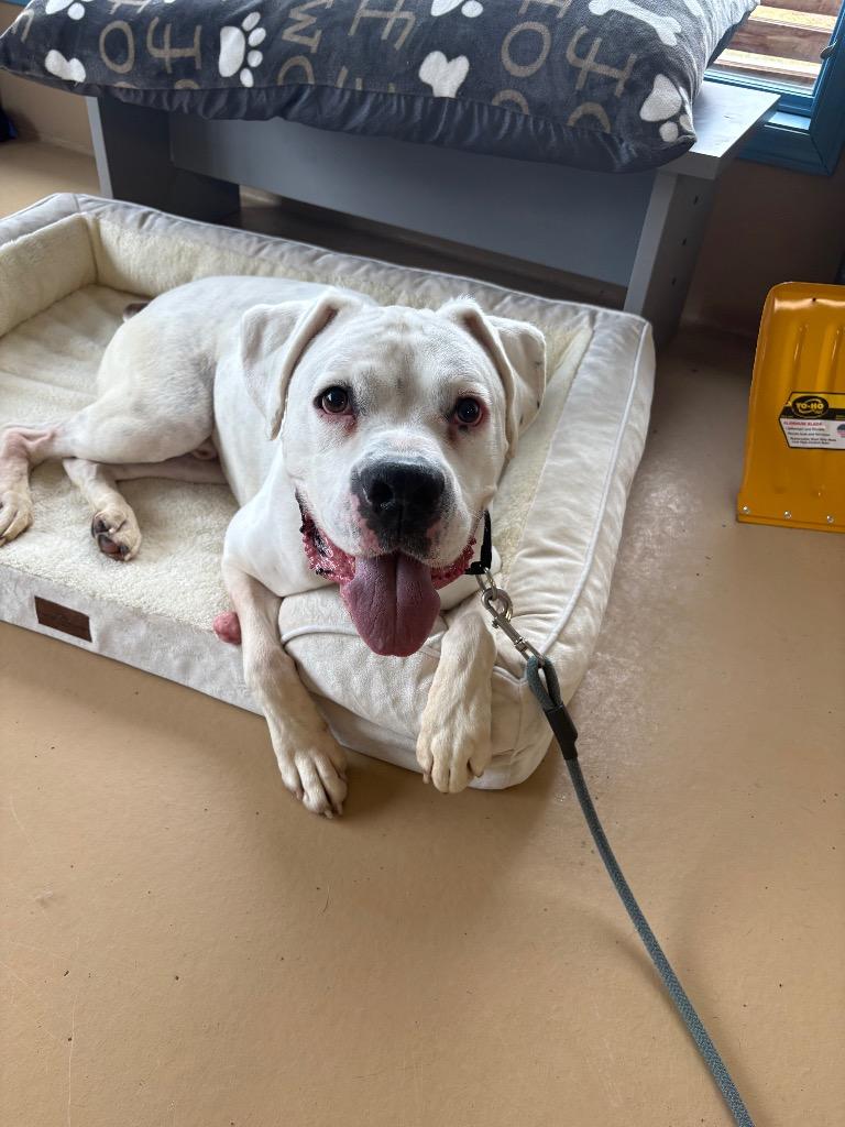 Jackson, Adoptable, Adult Male Boxer.