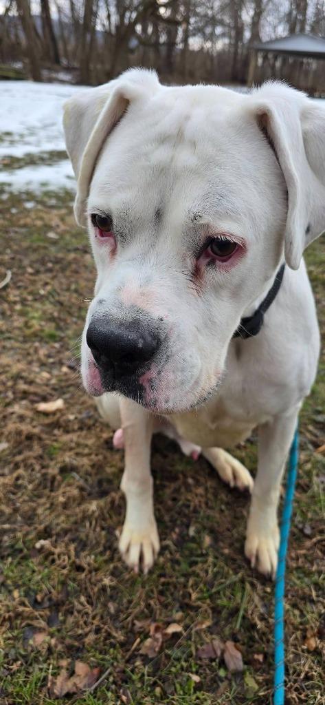Enlarge Jackson, a Adoptable Boxer in Waverly, NY image 2/6