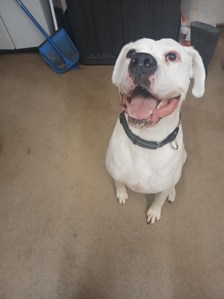 Enlarge Jackson, a Adoptable Boxer in Waverly, NY image 3/6