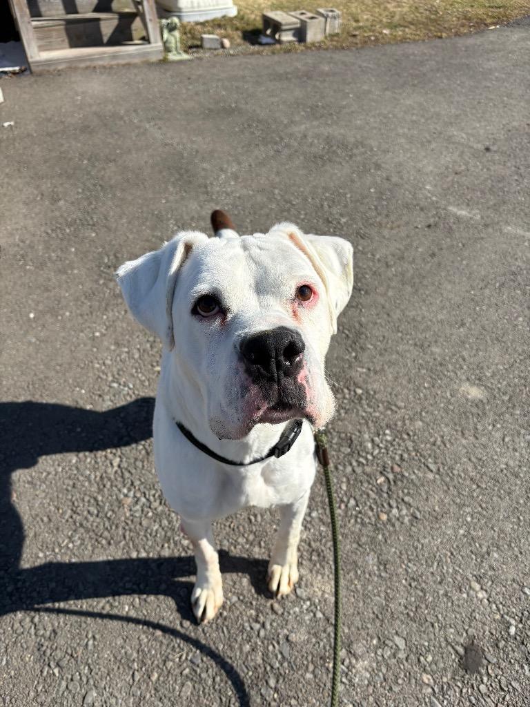 Enlarge Jackson, a Adoptable Boxer in Waverly, NY image 3/6