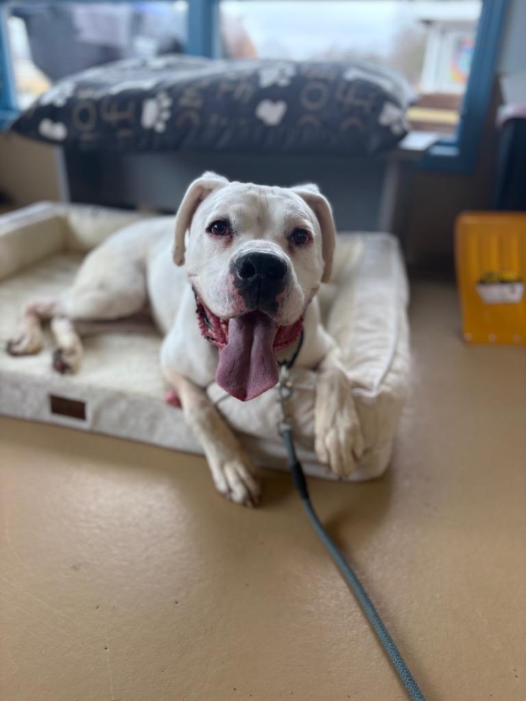 Enlarge Jackson, a Adoptable Boxer in Waverly, NY image 4/6