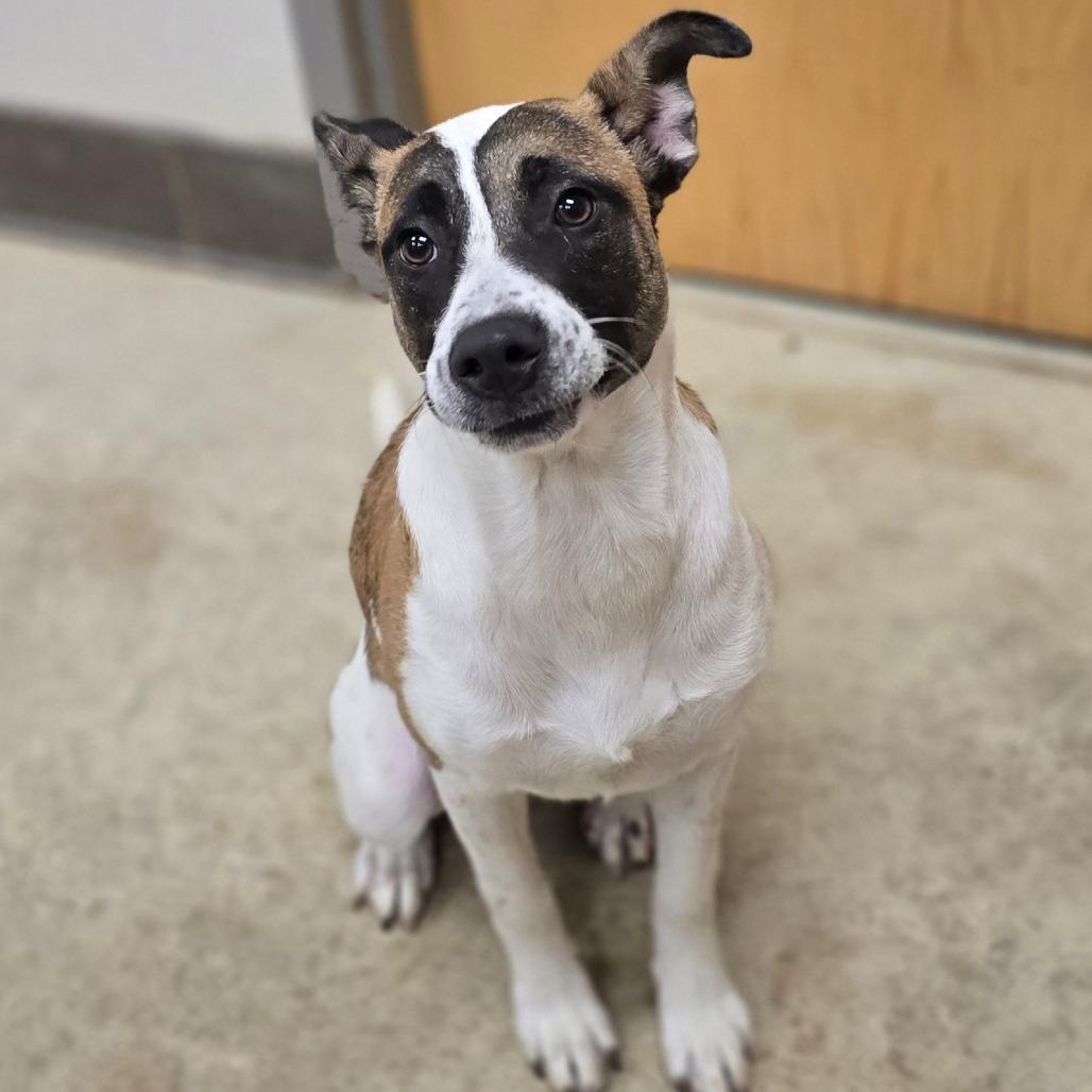 Enlarge Alice - 102210T, a Adoptable mixed breed in Tupelo, MS image 1/3