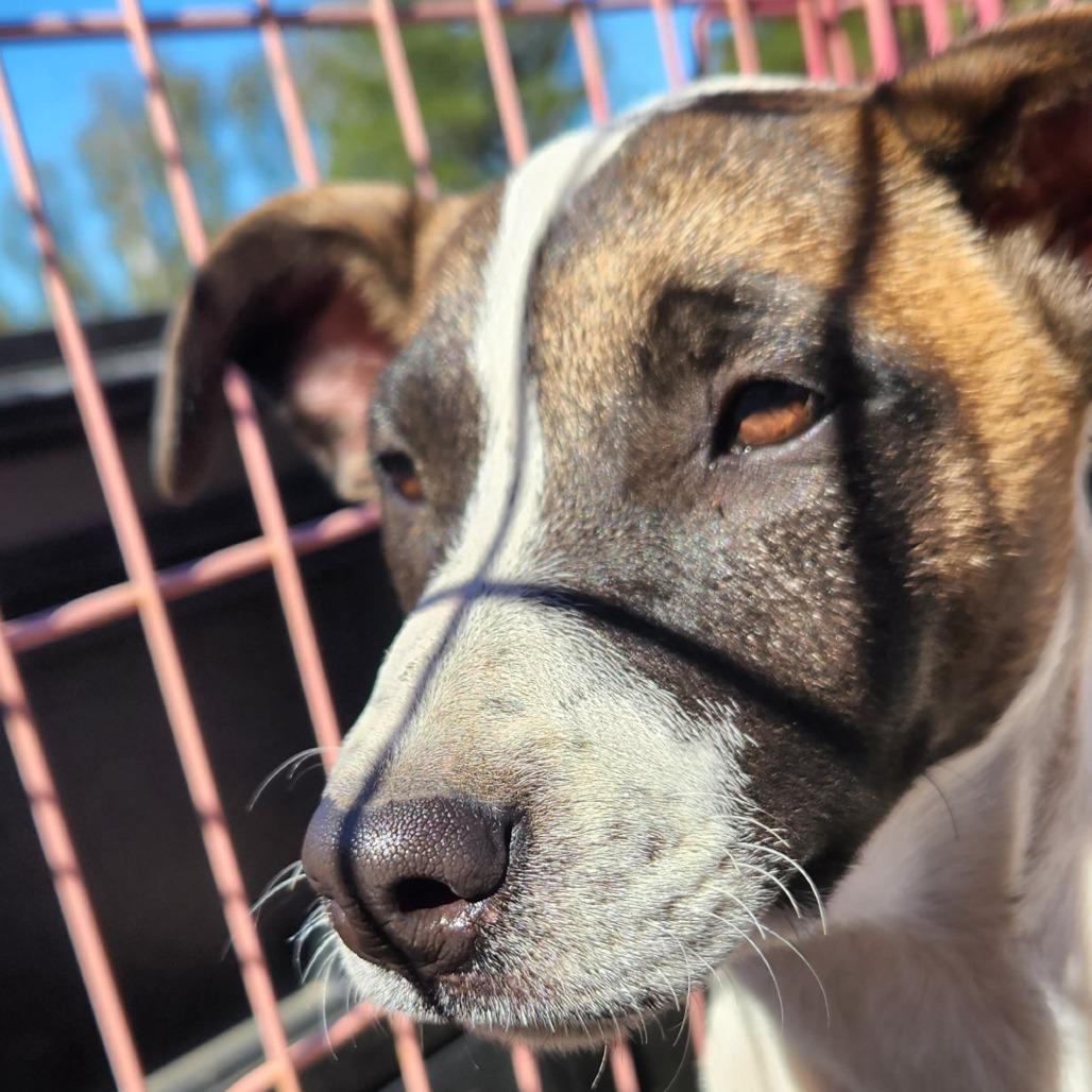 Enlarge Alice - 102210T, a Adoptable mixed breed in Tupelo, MS image 2/3