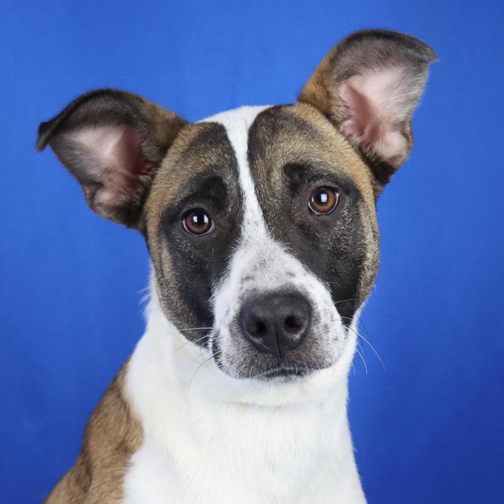 Enlarge Alice - 102210T, a Adoptable mixed breed in Tupelo, MS image 3/3