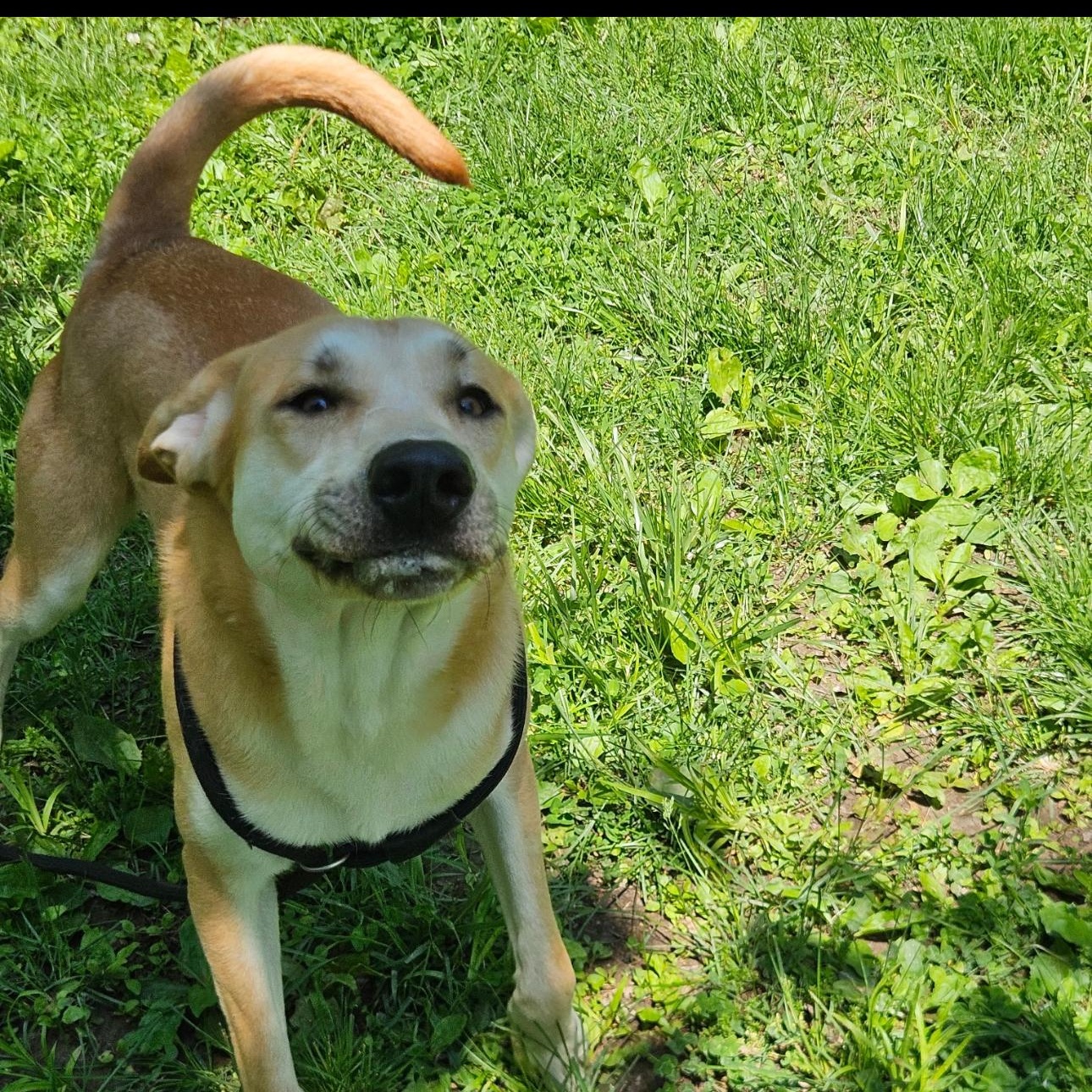 Enlarge Milo, a Adoptable Yellow Labrador Retriever in Godfrey, IL image 3/3