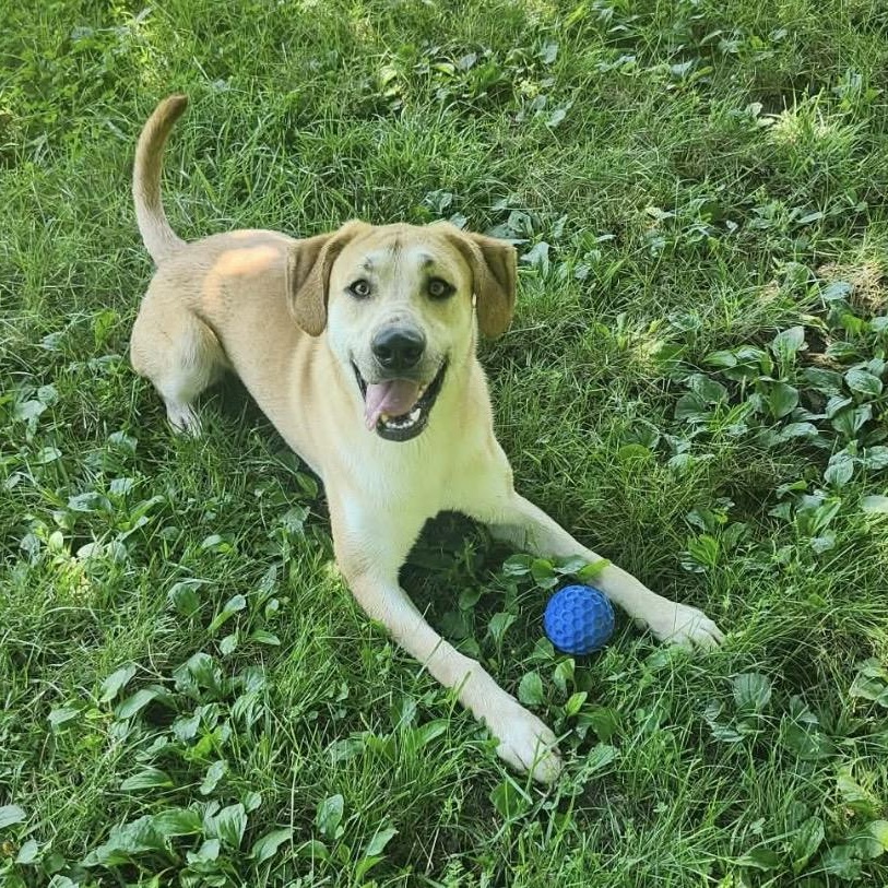 Enlarge Milo, a Adoptable Yellow Labrador Retriever in Godfrey, IL image 1/3
