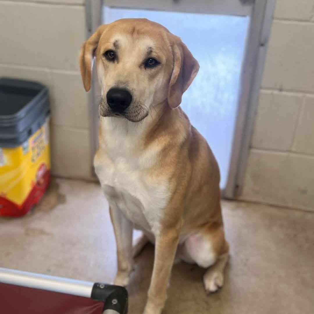 Enlarge Milo, a Adoptable Yellow Labrador Retriever in Godfrey, IL image 2/3