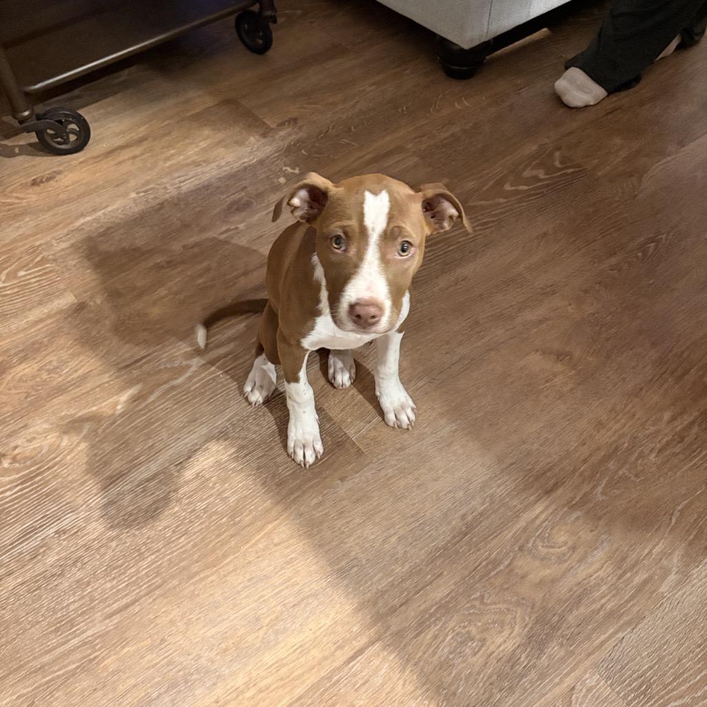 Enlarge Harley, a Adoptable Mixed Breed in Little Rock, AR image 1/5