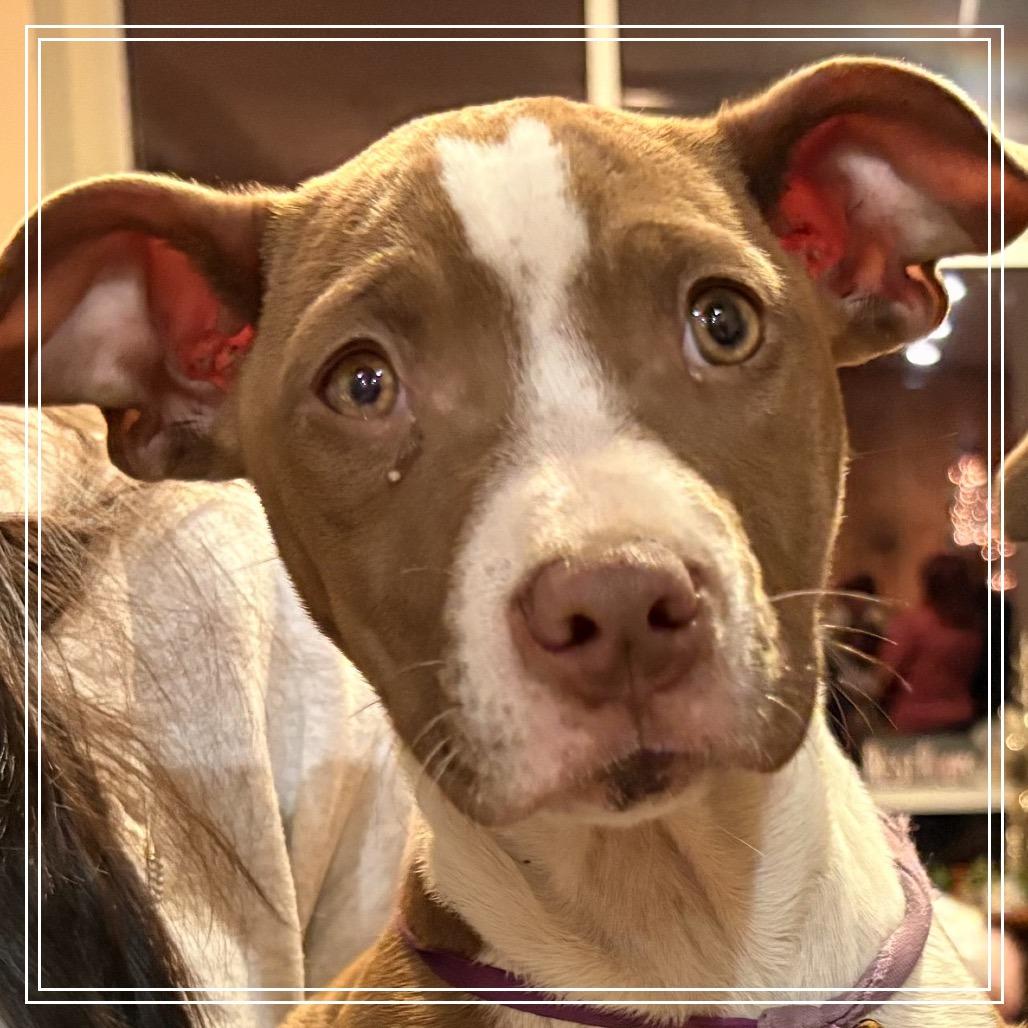 Enlarge Harley, a Adoptable Mixed Breed in Little Rock, AR image 4/5