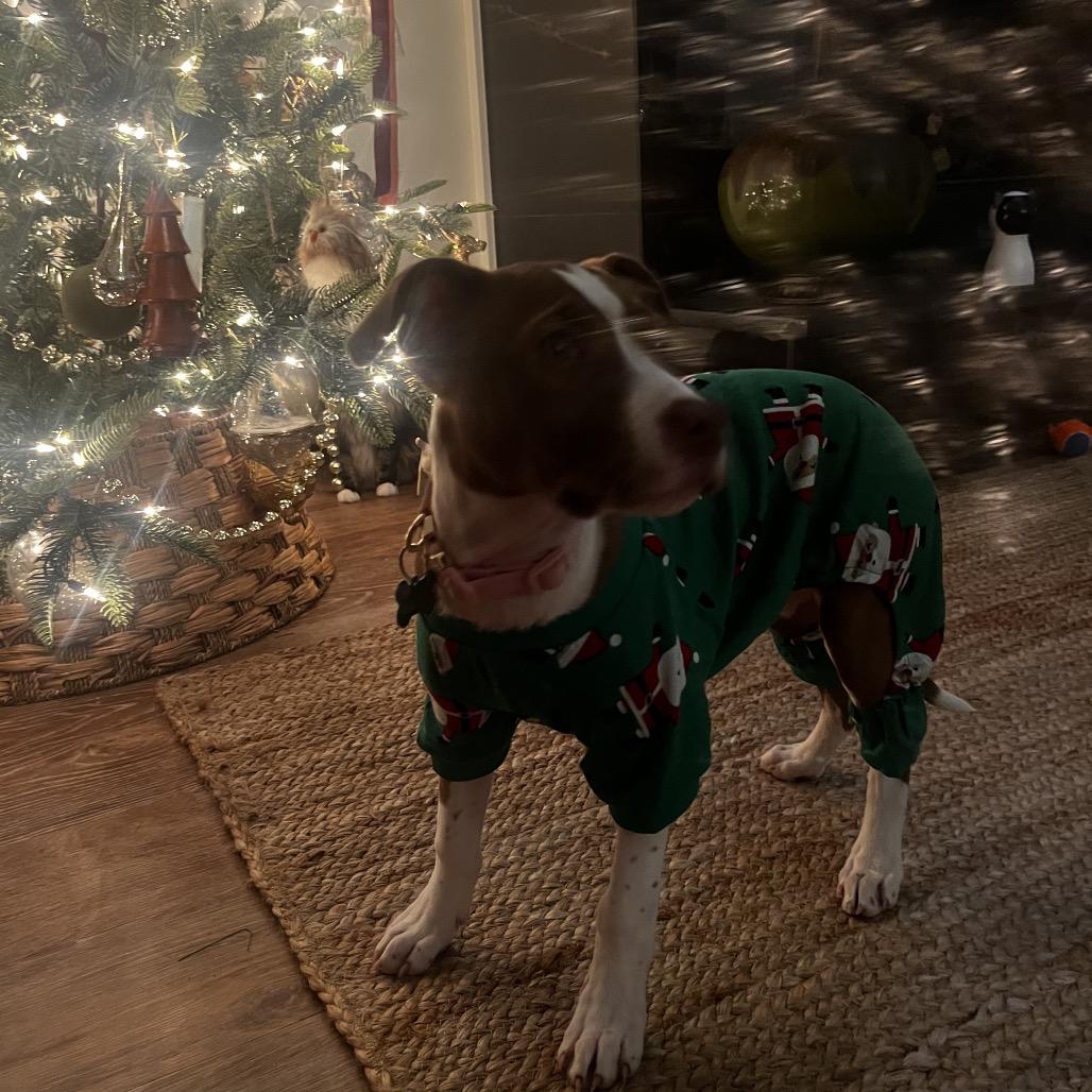 Enlarge Harley, a Adoptable Mixed Breed in Little Rock, AR image 5/5