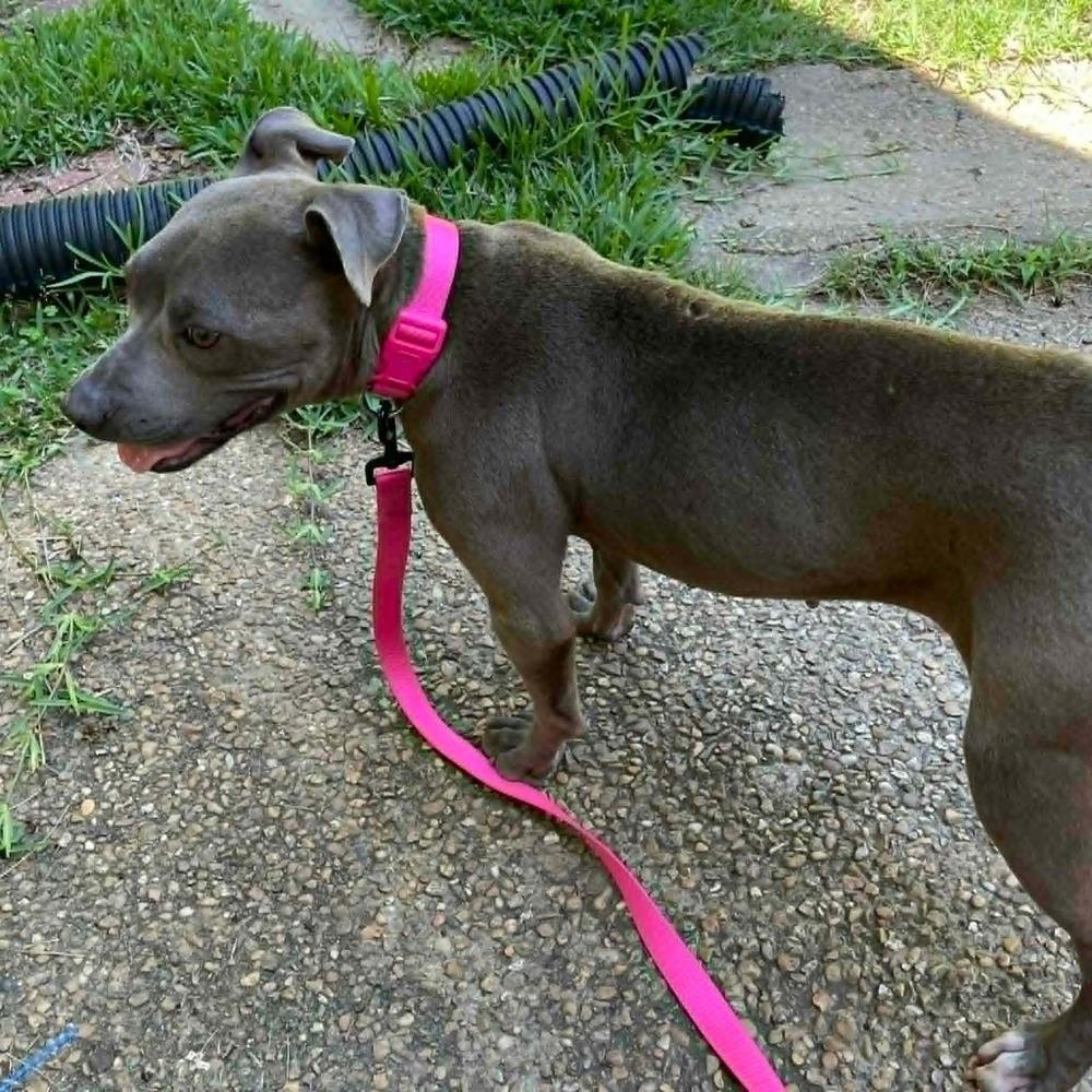 Tiffany   (2026), Adoptable, Adult Female Pit Bull Terrier & Mixed Breed.