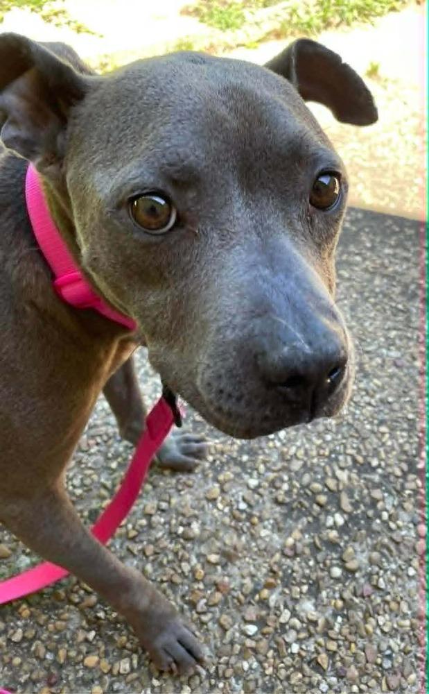 Enlarge Tiffany   (2026), a Adoptable mixed breed in Wenonah, NJ image 2/2