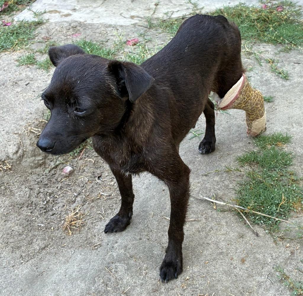 Enlarge Streudel, a Adoptable Mixed Breed in Coachella, CA image 1/3