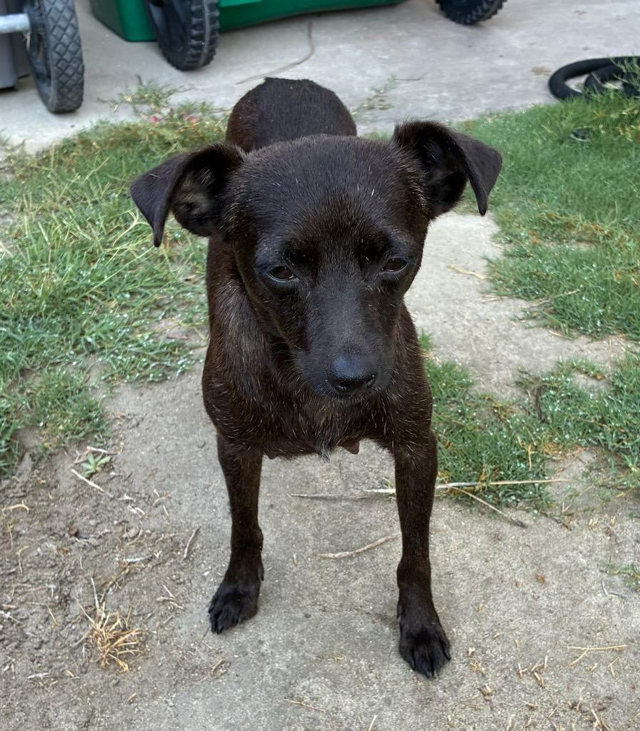 Enlarge Streudel, a Adoptable Mixed Breed in Coachella, CA image 2/3