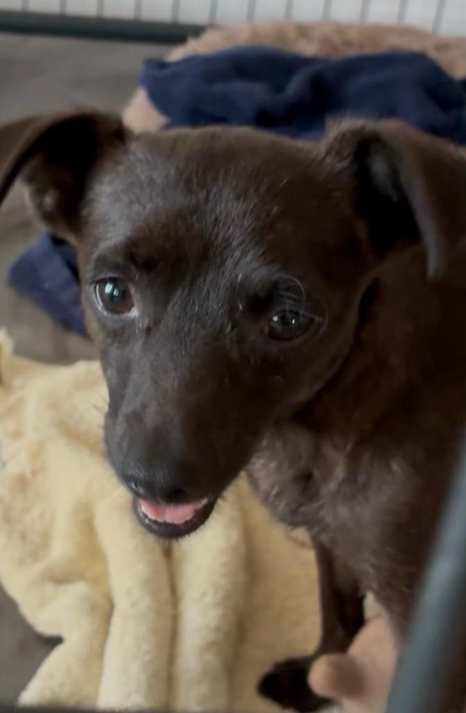 Enlarge Streudel, a Adoptable Mixed Breed in Coachella, CA image 3/3